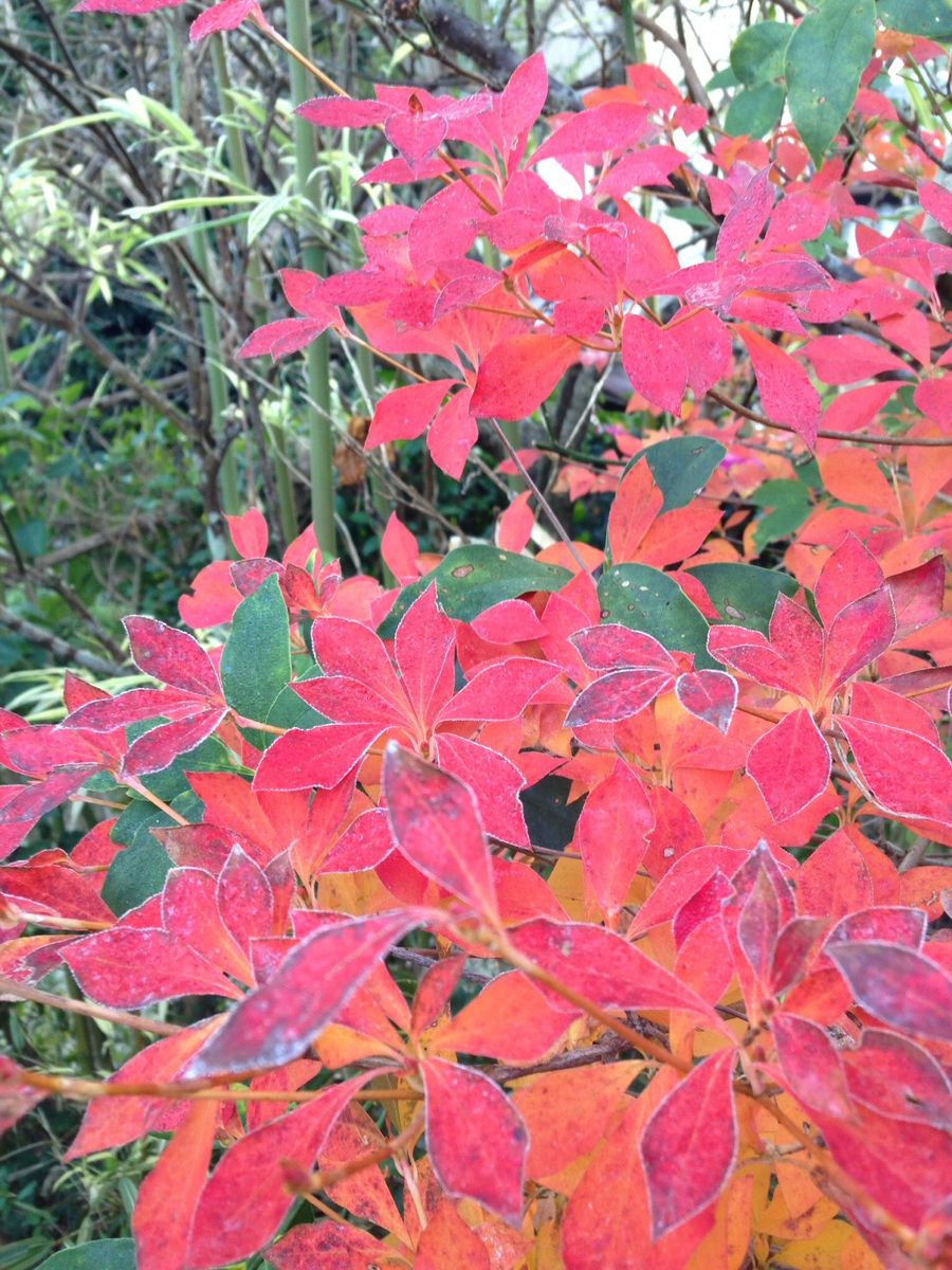 今年はとても綺麗な紅葉です