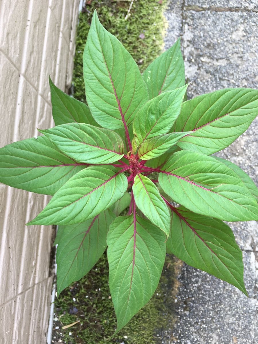 ケイトウ これもベランダの苔に溢れ生長しています。