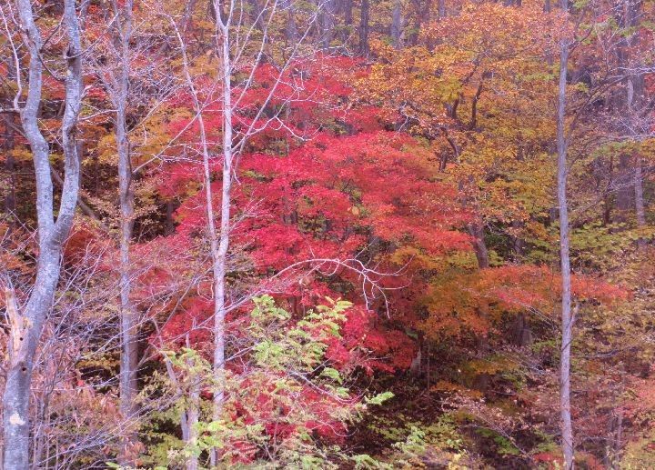 花畑の紅葉