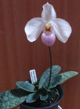 Paphiopedilum delenatii 2015年6月