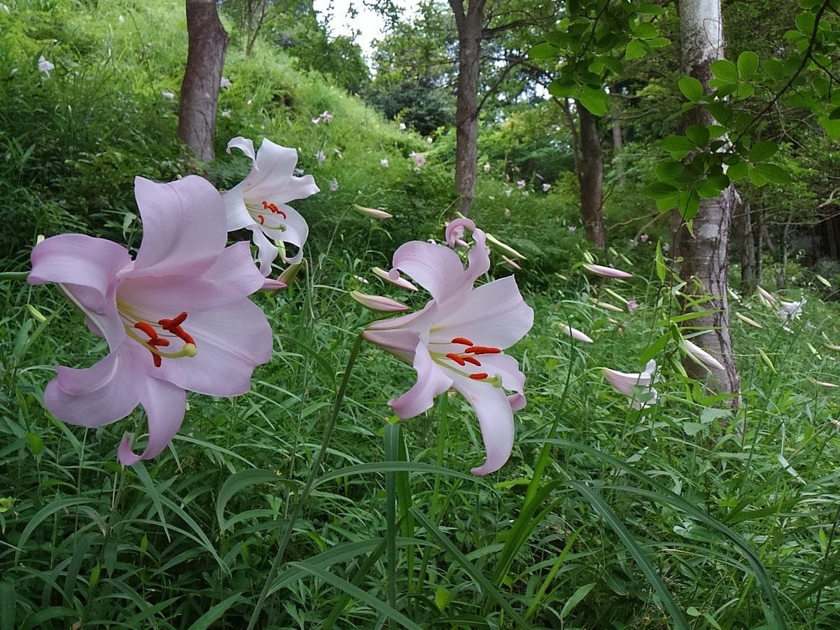 ユリ（百合）の写真 by ミミズ 和歌山県日高郡日高川町リフレッシュエリアみやまの里