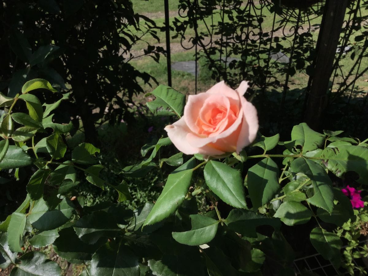 ヨハンシュトラウス 昨年の5月に、茨城県のバラ園で購入した苗の挿し木 バラは挿し木