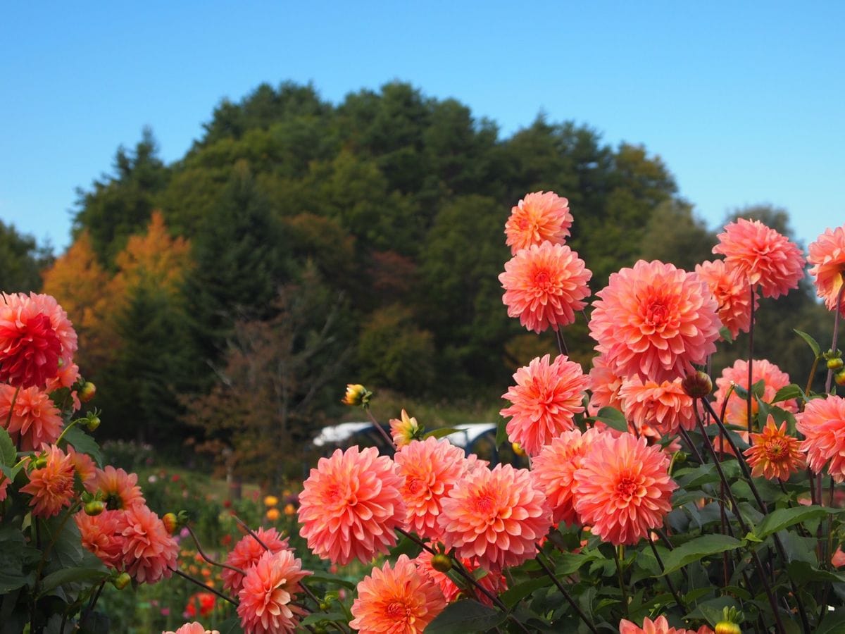 ダリアの写真 by 鳩田ぽー 木島平やまびこの丘公園 ダリア園