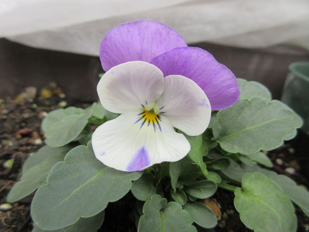 2018.1.22 種まきビオラ うさぎももか初花