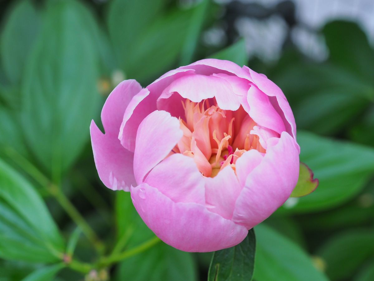 シャクヤクの写真 by ヘムレンさんの虫めがね 芍薬が開花中です。