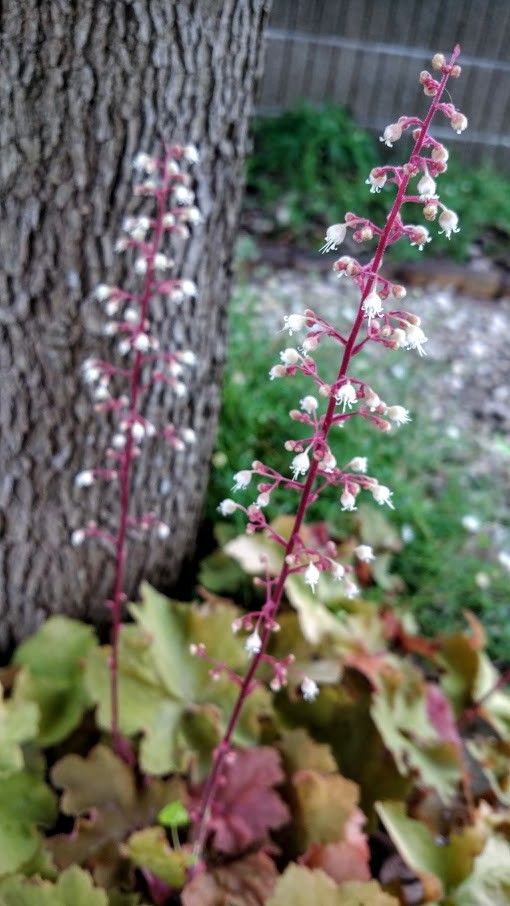 ヒューケラの写真 by みーば やっと、花とピントが合いました(^^♪