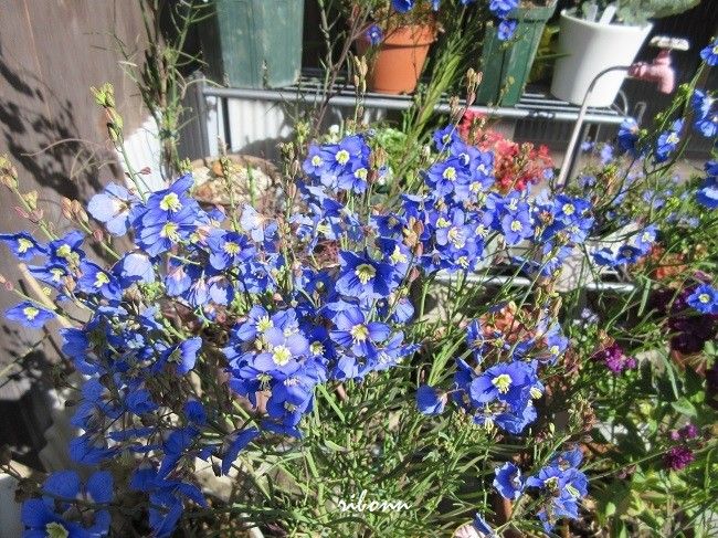 ３月１１日 種まき フェリオフィラ 満開 ２０１６年１ ３月の花 のアルバム みんなの趣味の園芸