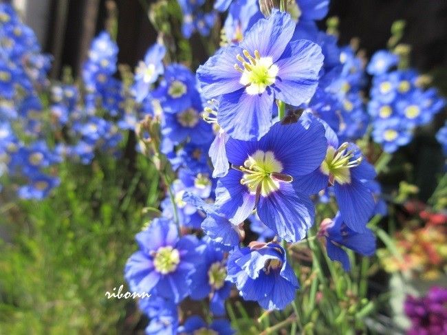３月１１日 種まき フェリオフィラ ２０１６年１ ３月の花 のアルバム みんなの趣味の園芸