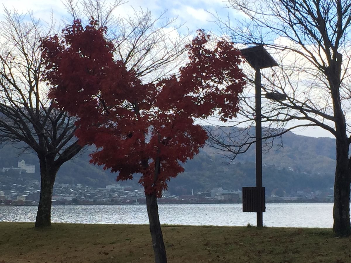 2017年11月4日私が通院している歯科医院の窓から見えるカエデがハート♥️のように見え