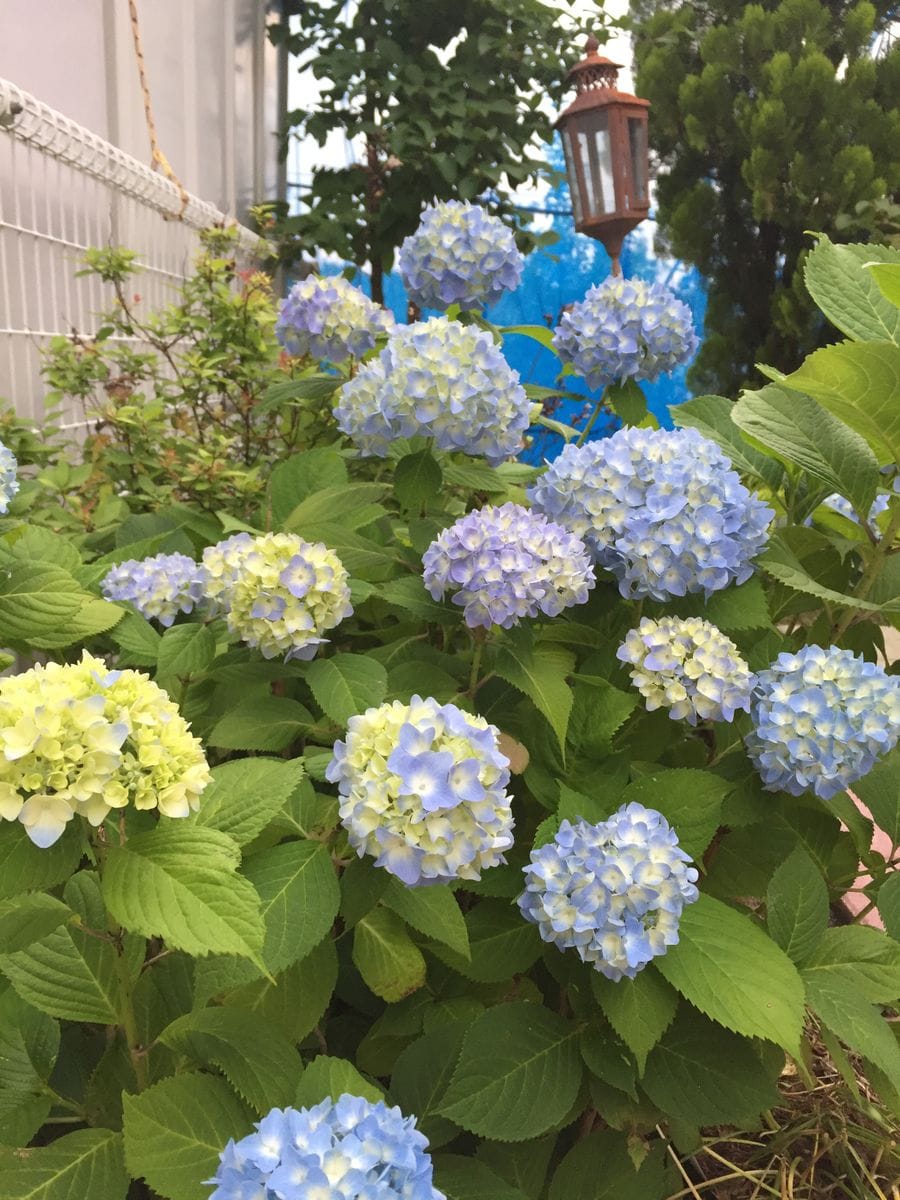2019年7月1日（月曜日）我が家の手まりアジサイが今年もたくさん咲き、今見頃でーす^_