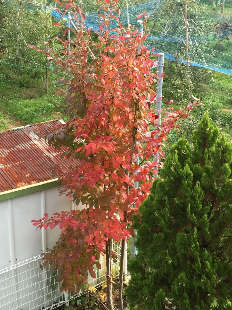 2019年10月26日  我が家の庭で育てている花木の夏ツバキの紅葉🍁の様子ですね。毎年写