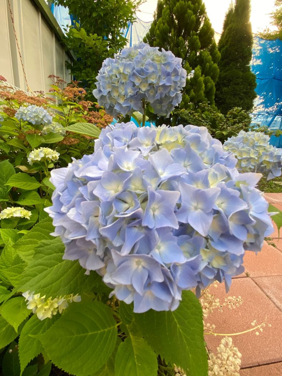 2020年6月23日梅雨の真只中我が家の庭のアジサイが今年も大玉の花を咲かせてくれまし