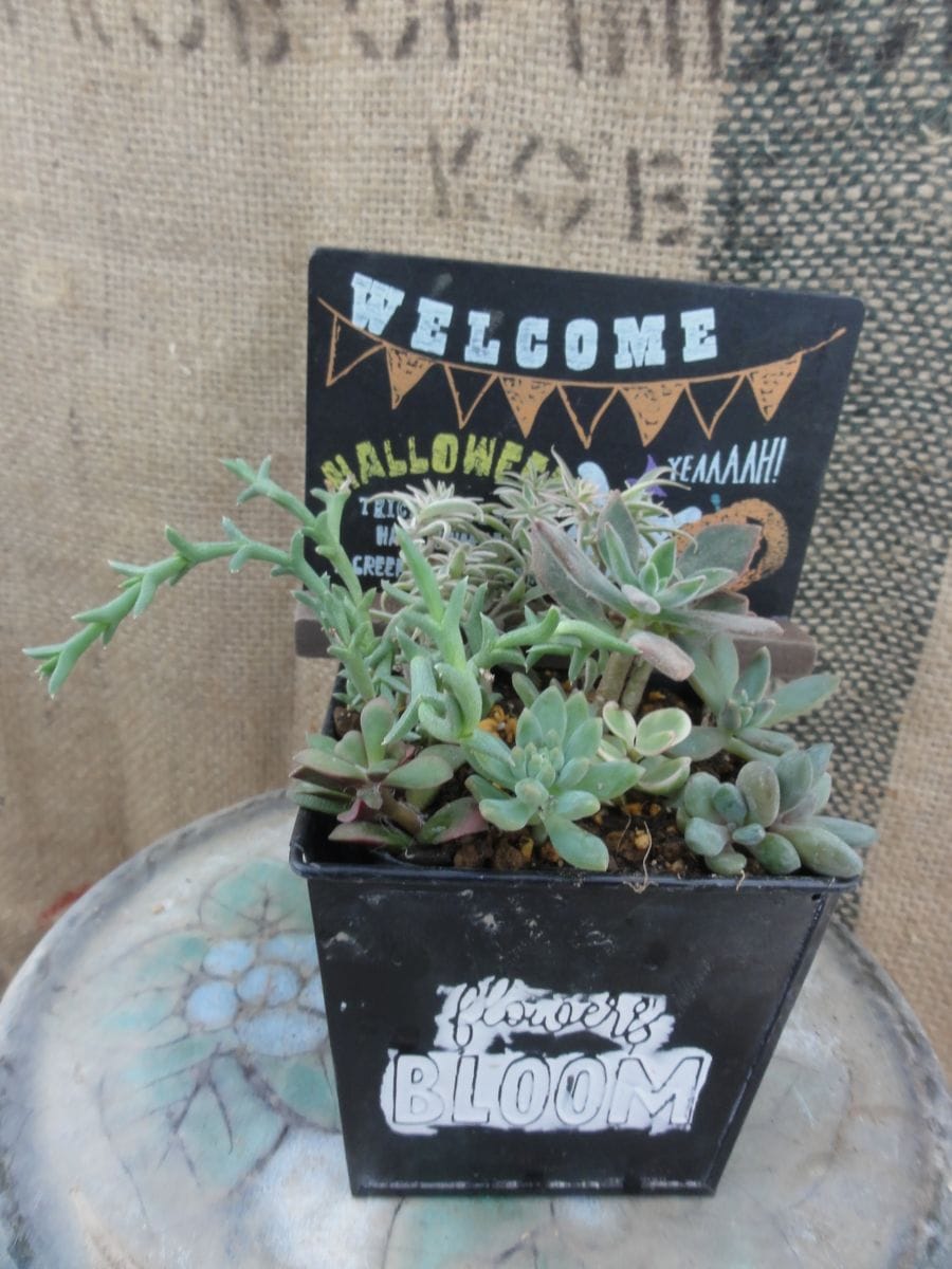 多肉植物のハロウィン寄せ植え ハムシー・・・