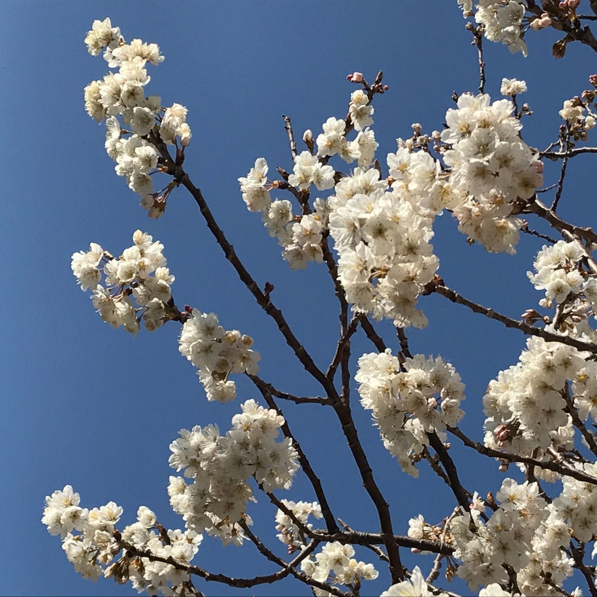 近所の家の桜🌸 あまりに綺麗ので仕事帰りに 撮らせていただきました。 この桜の木、も