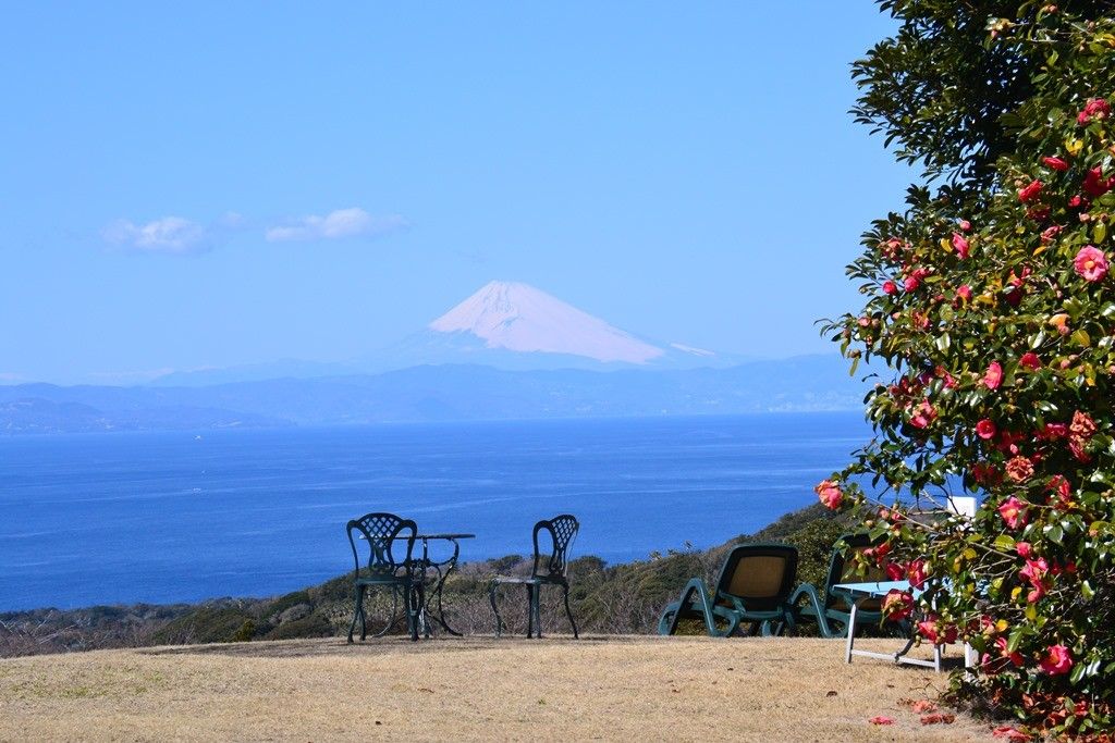 ツバキと富士山の貴重なツーショット。椿花ガーデンで見ることができる。椿花ガーデン