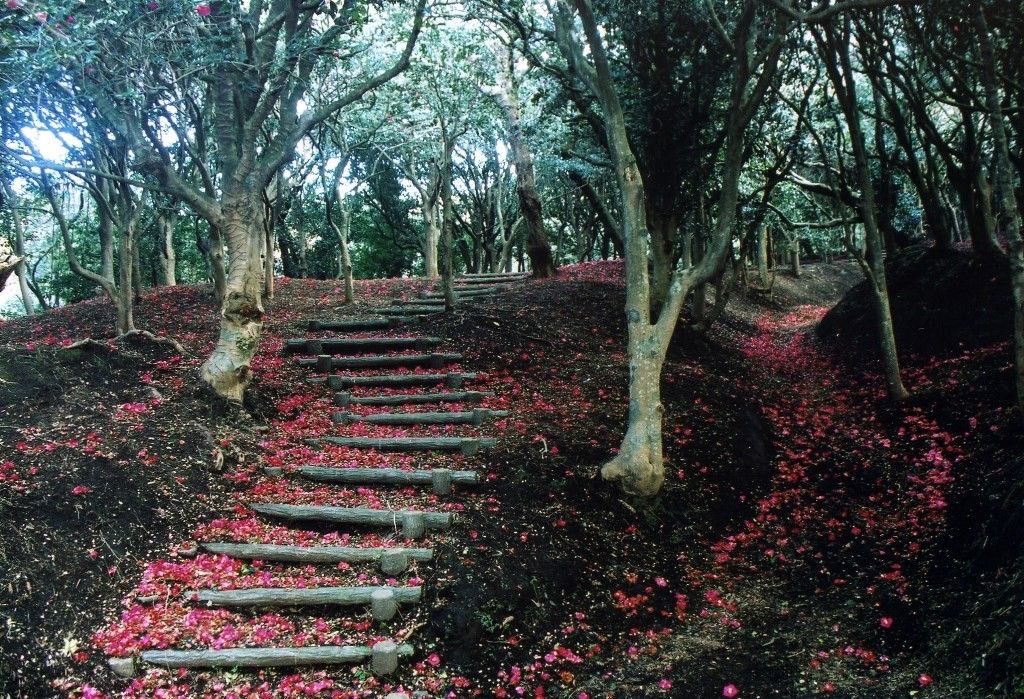 元町地区三原山登山道沿いの「椿の森」。散り落ちて赤い絨毯になったなかを散策するの
