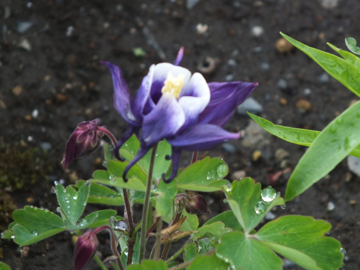 西洋オダマキ(紫)