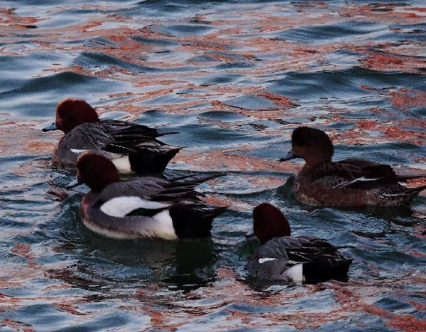 ヒドリガモ 海面の赤い色は朝日による模様。  2017.02.21 早朝・河口公園にて