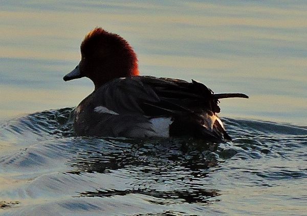 アイサ？  2020.04.07 早朝・河口公園