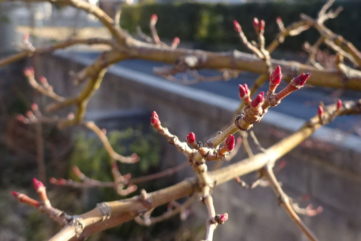 モミジの赤い新芽。 ２０１８年２月６日。