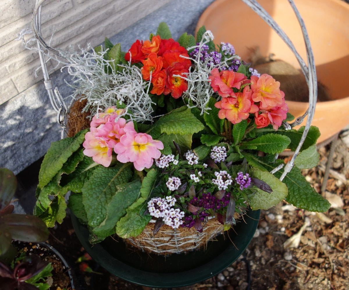 プリムラは、これまで失敗続きで、苦手意識のある花。でも、この花の背丈の低さと、キ