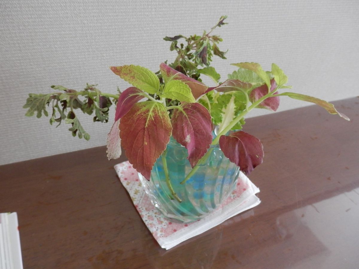 門扉の横に植えていたコリウスが大きくなったので水差しして増やそうかなと 根が出て