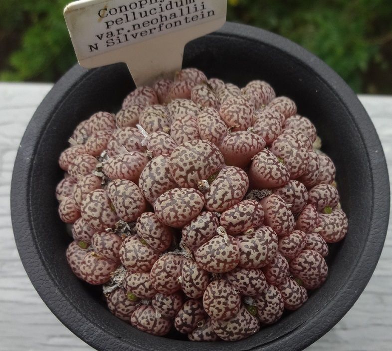 コノフィツム ペルシダム ネオハリー シルバーホンテイン産 Conophytum pellucidum va