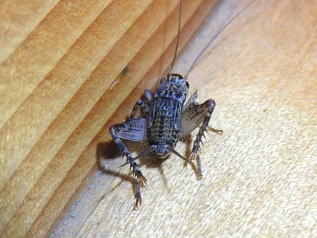 自宅の廊下に ピョンピョン跳ねる小さ 昆虫その他の生き物たち のアルバム みんなの趣味の園芸