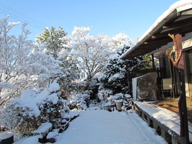 １月の雪が降った時の庭の風景です。庭木の樹氷です。