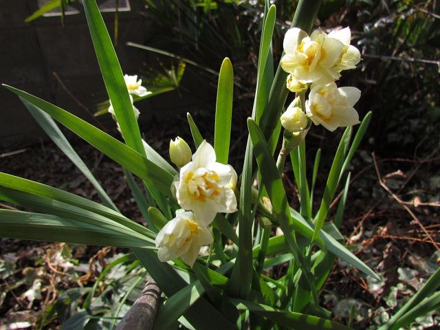 八重咲の水仙が３日前に開花です。