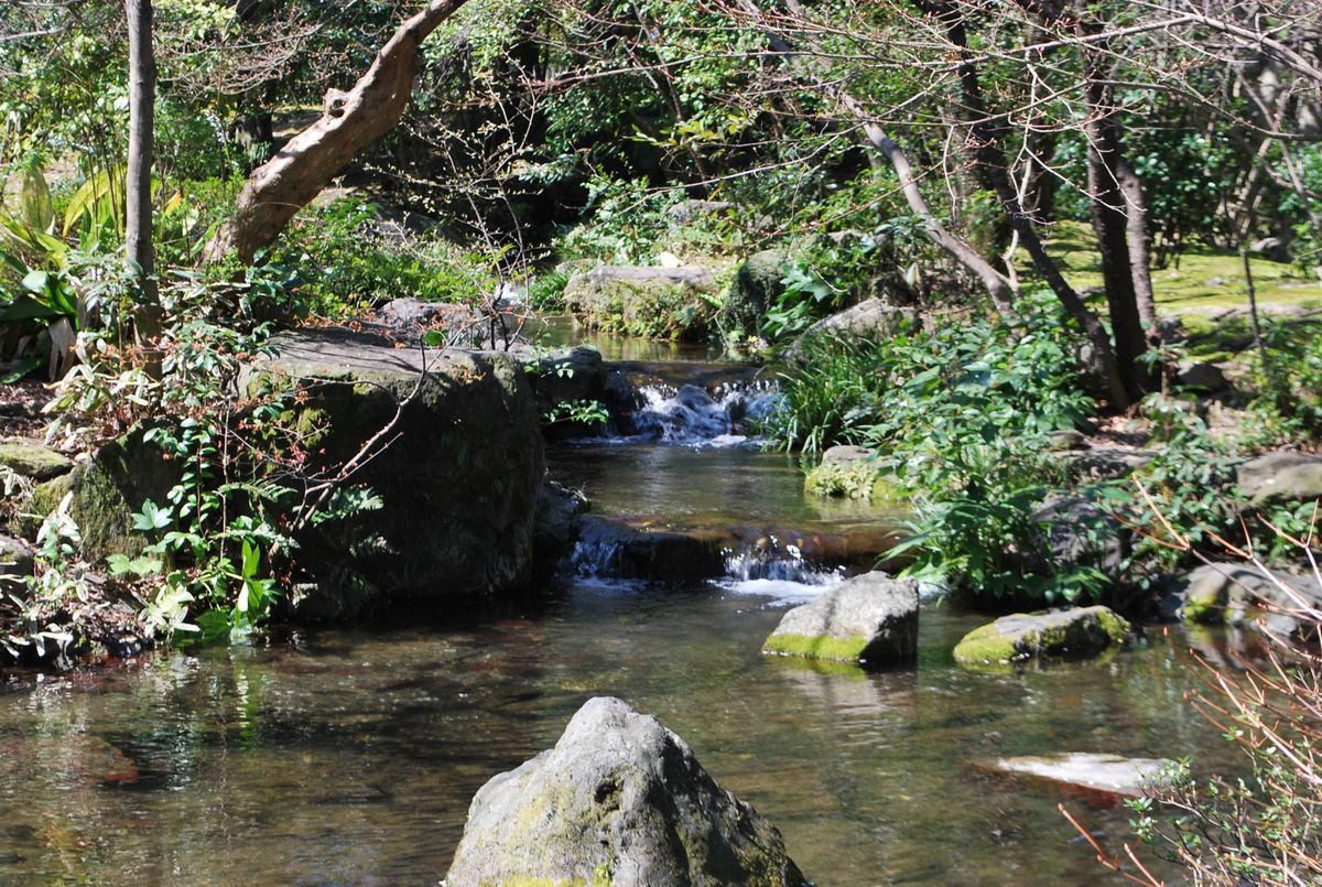 ツバキのお山になっていて 中にはこんな小川が流れています。  小さな滝（３～４ｍ）