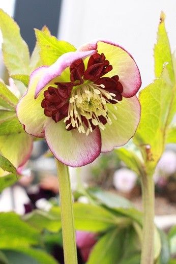 ミヨシのクリスマスローズ・チェリーシフォン♪ 1年前に未開花株で買ったので花を見る