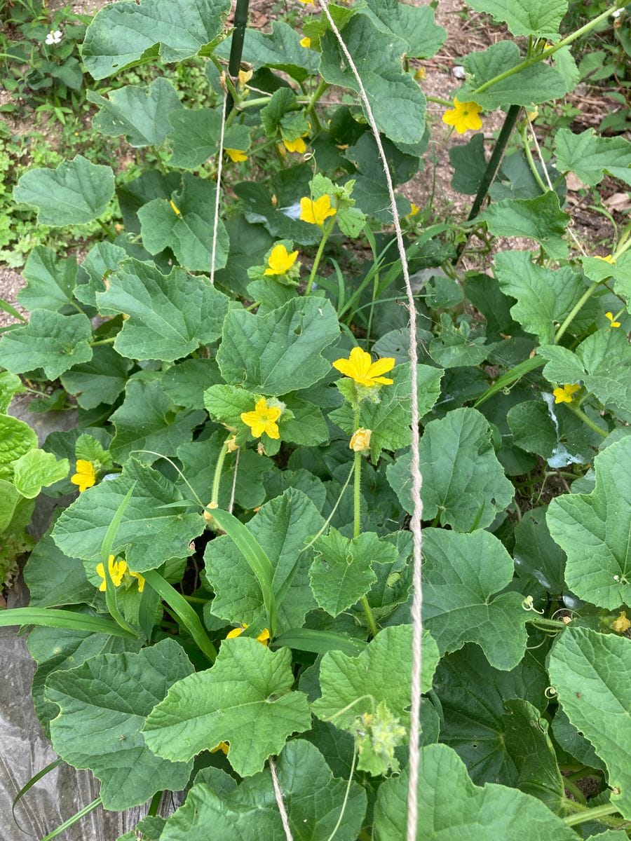 ころたんメロンのお花が沢山咲くようになりました。 毎朝這いつくばって雌花を探して