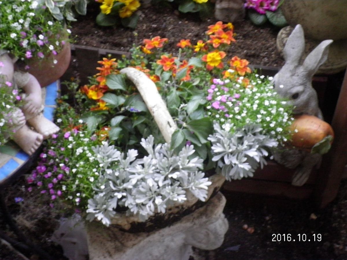 ビデンスエンジェルチーク天使のきらめき モクビヤッコウシルバーリーフ 花かごに敷き
