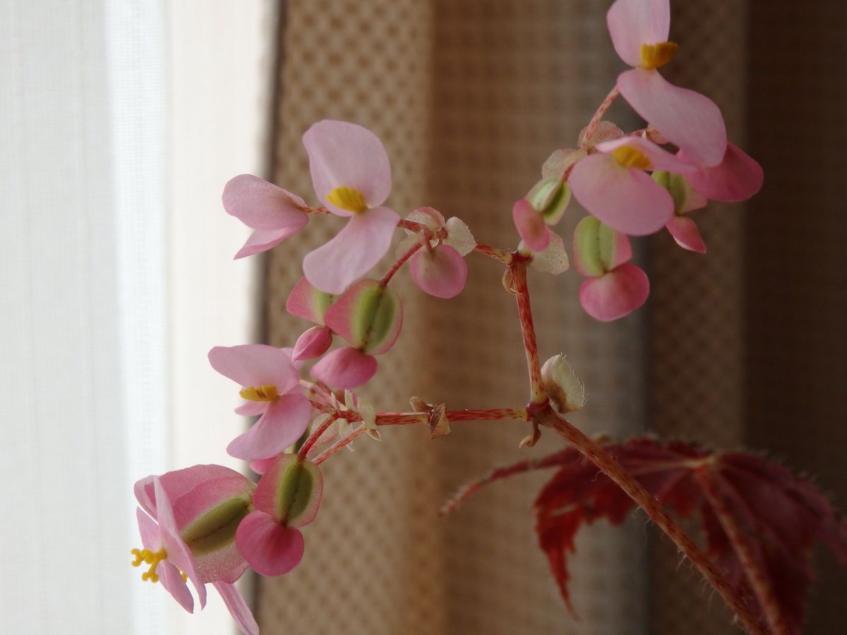 花のつき方にオスとメスがあるのを今日、 ひかるりさんの日記で知りました。 花の下が