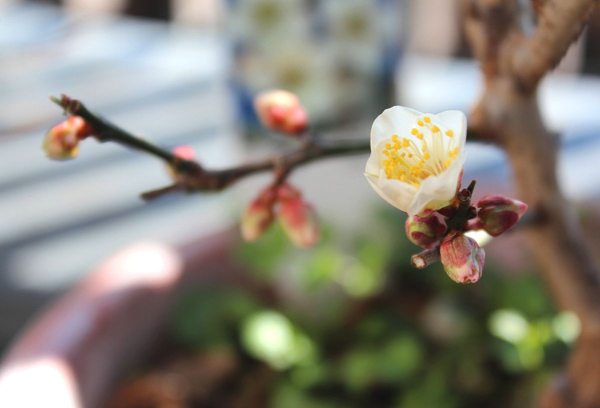 白梅 新春1番の開花。です