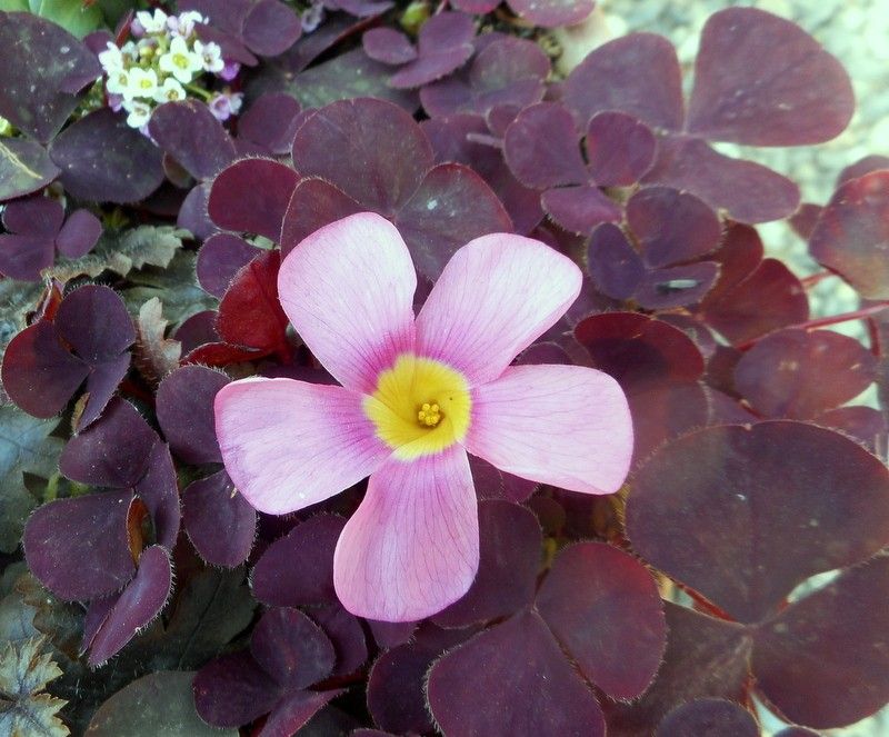 オキザリスの写真 by 愛は花。 ３月２２日 オキザリス・パープルドレス