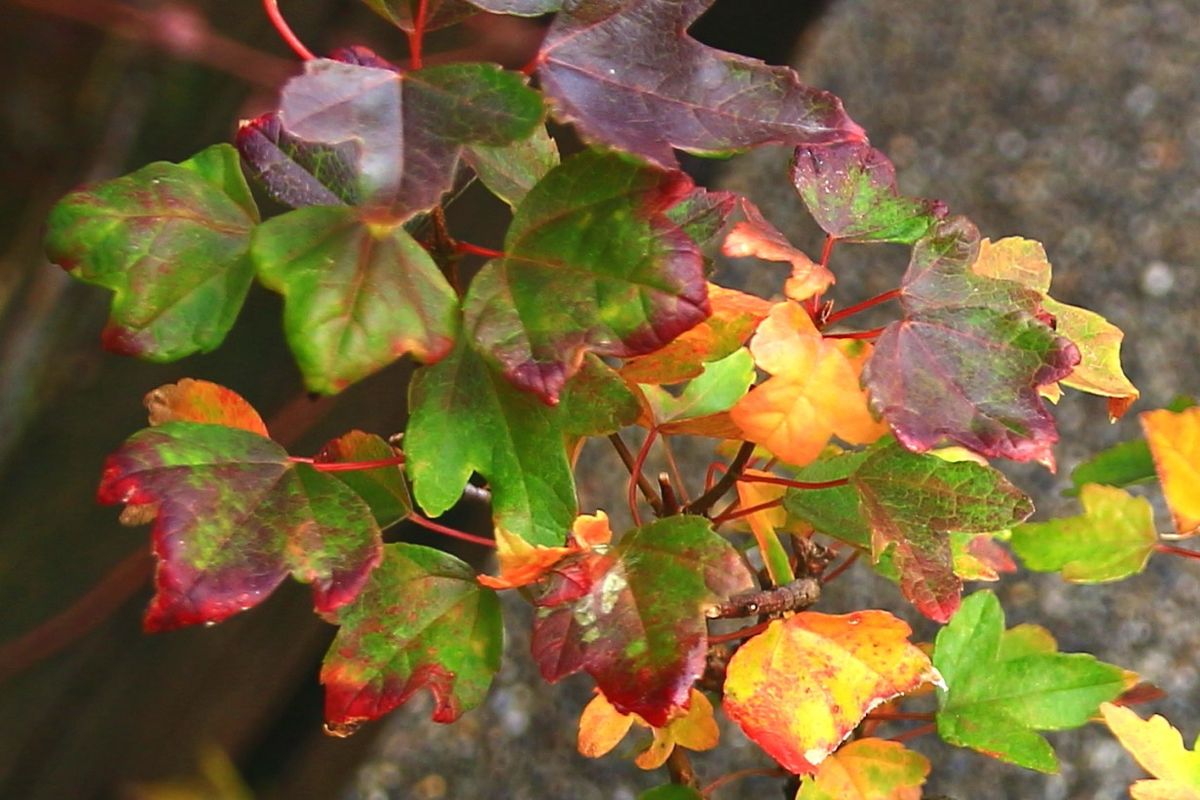 石付きカエデの紅葉 いろんな色が張り合っています。 紅葉前は↓こんな感じ https://ww