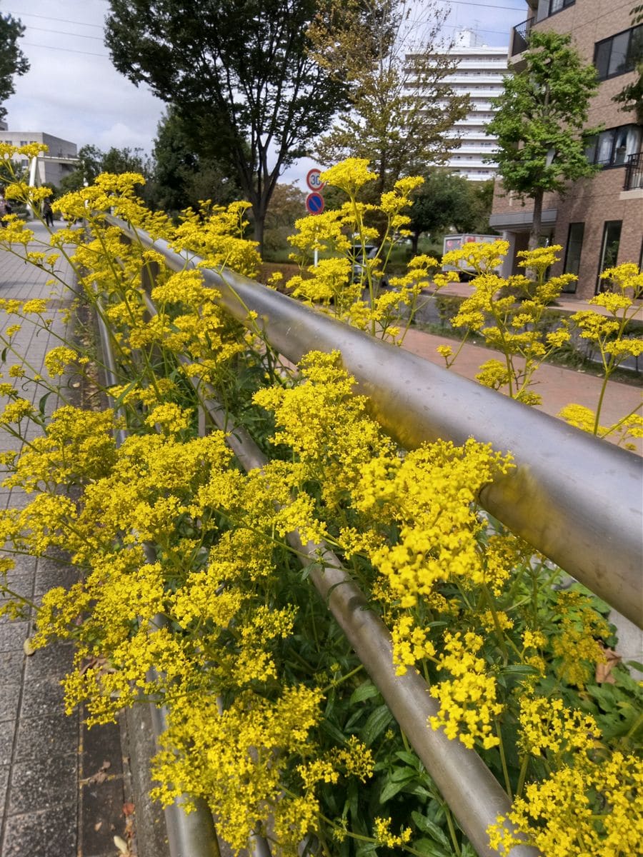 オミナエシの写真 by かんれき 新横浜公園のオミナエシ