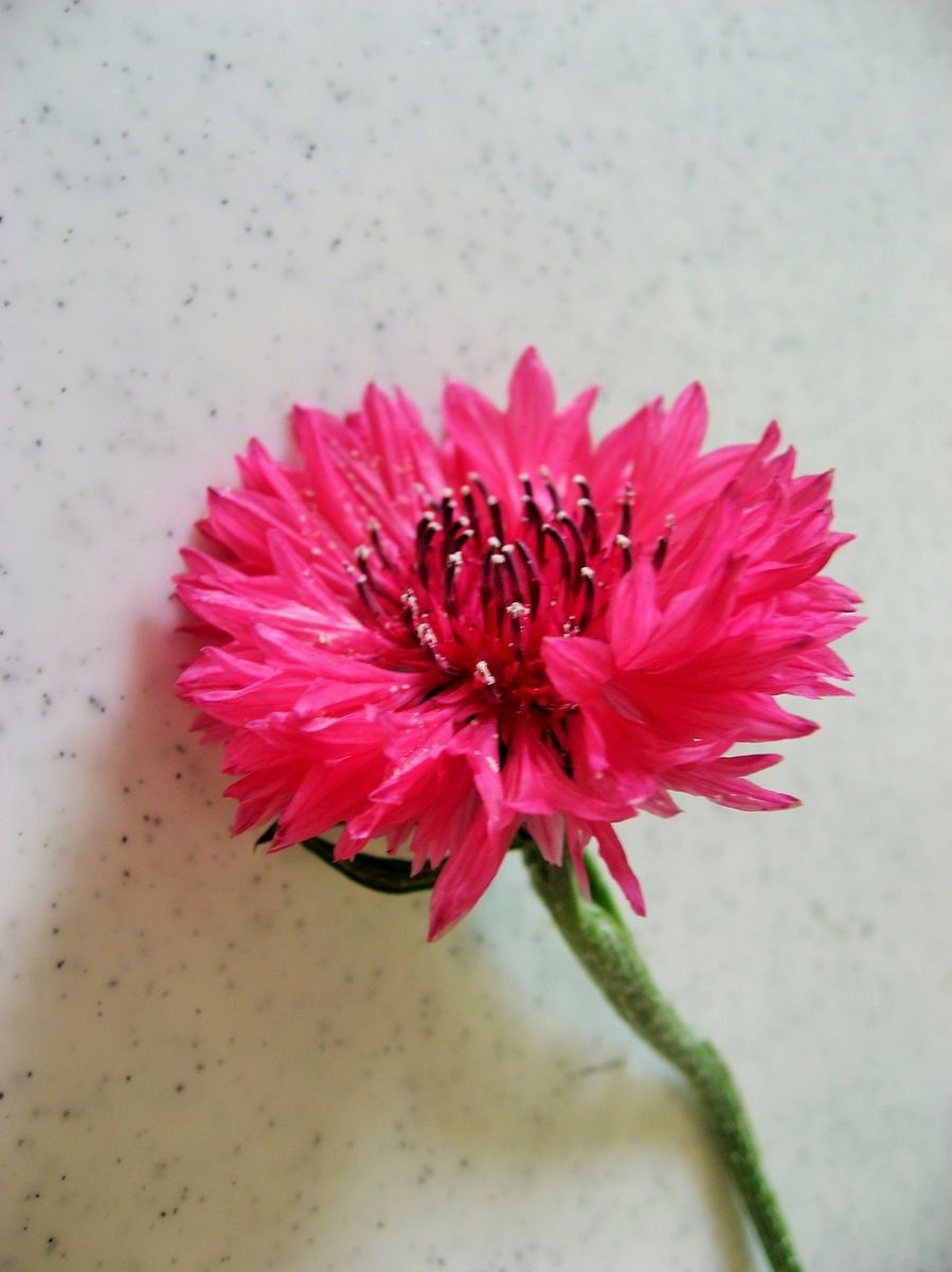 矢車草 赤 16年4月24日 兄の育てた花を切り花に のアルバム みんなの趣味の園芸