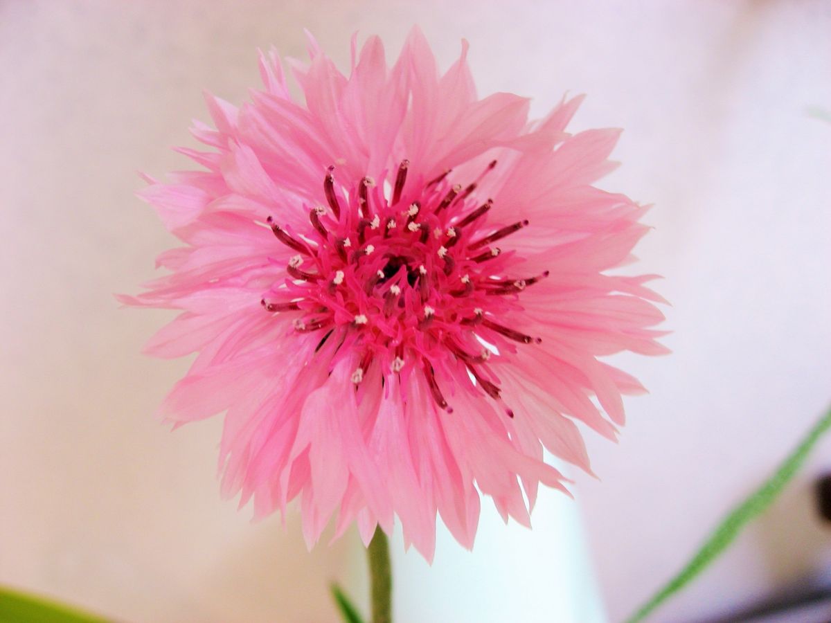 矢車草 ピンク 16年4月24日 兄の育てた花を切り花に のアルバム みんなの趣味の園芸