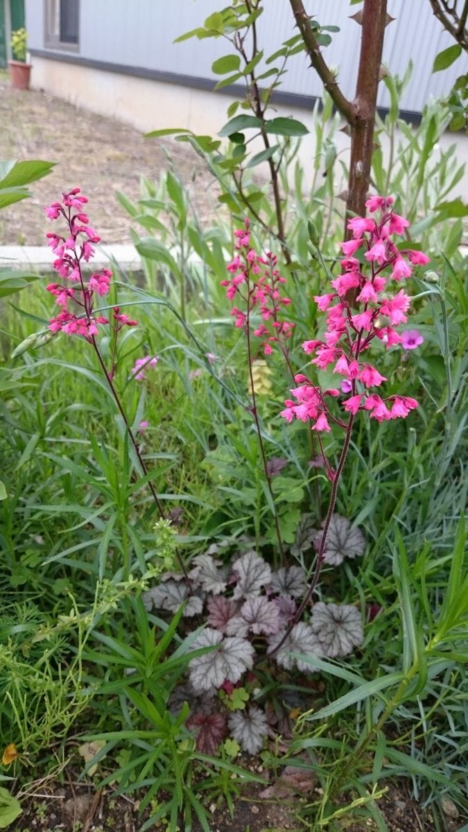 ヒューケラの写真 by ささまき ヒューケラ バラの株本に植えています