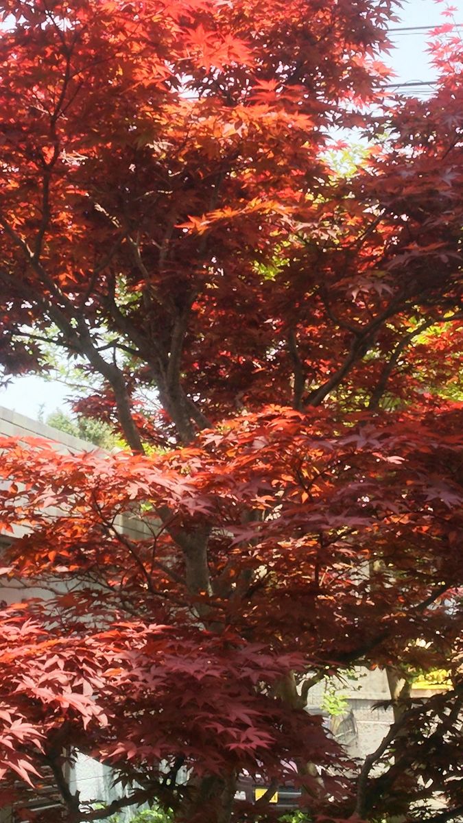 かえで？もう紅葉🍁 こんなに早く咲くものですか？ 庭先に満開です。2016／4／26撮影