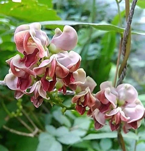 マメ科ホドイモ属アピオス  こんなに綺麗なお花が咲いて緑のカーテンとしても利用でき