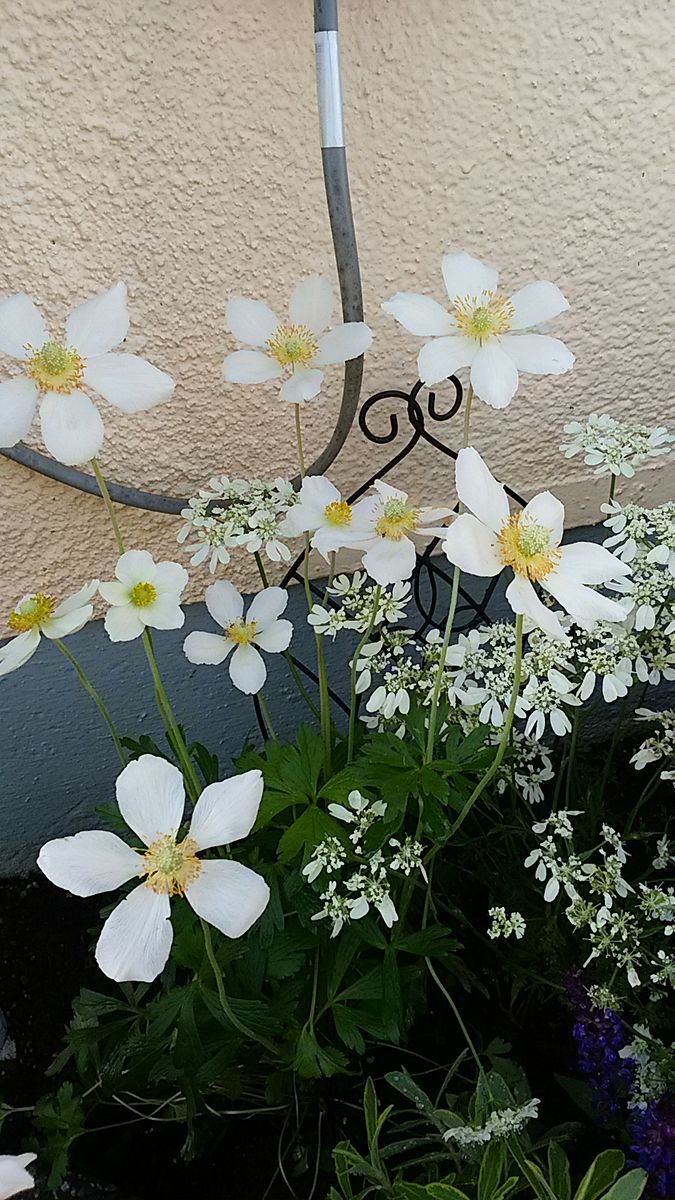 2024.4.28 夏花壇 アネモネシルベストリス（白）可憐な花✨