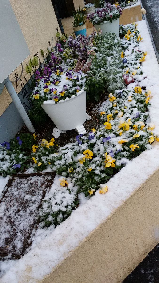 2018.2.9 1/22雪花壇に。⛄