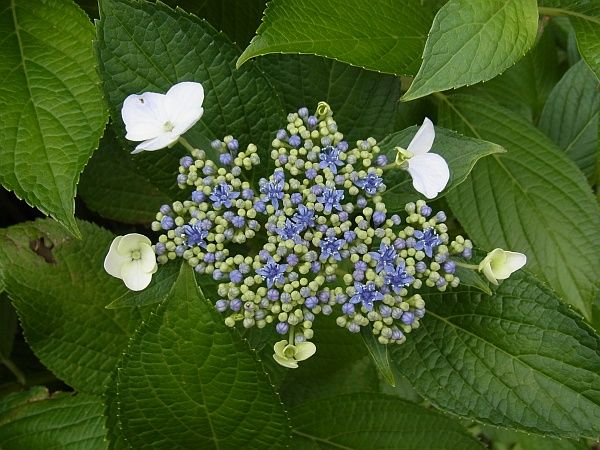  ★  ガクアジサイです。中央の小さな花の花弁を数えます。