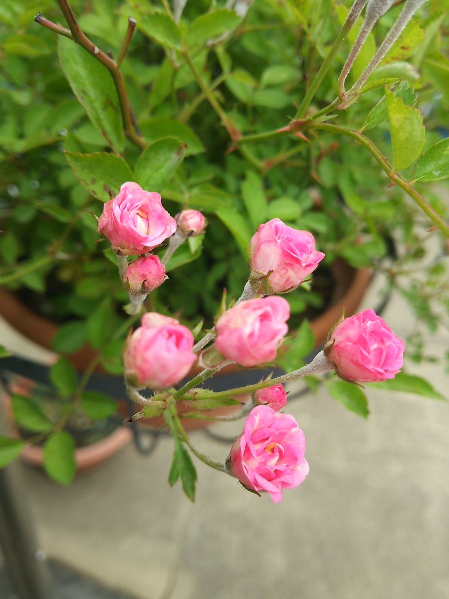 超ミニバラ ワンダーファイブです🌹 ちっちゃくても花びらが巻き巻きしてます✨