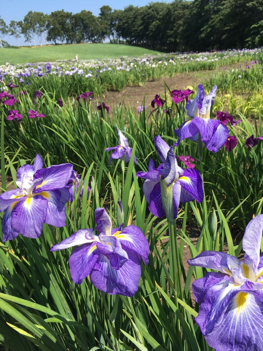 八紘学園 花菖蒲園