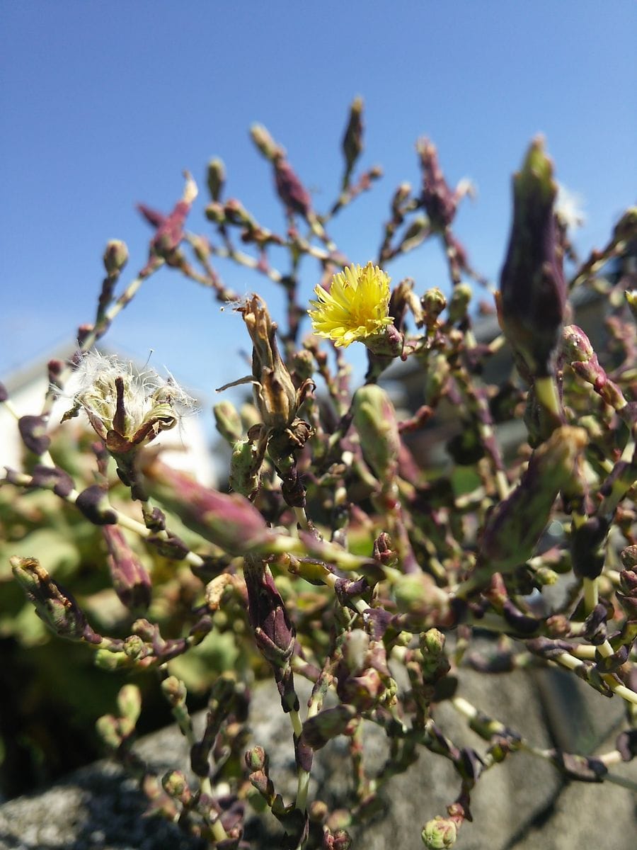 レタスの花💠 ノゲシに似ています 種子に綿毛が付いてるし。キク科なんですね😉